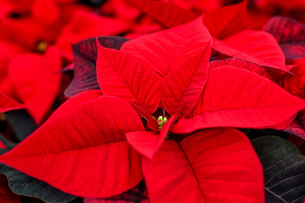 poinsettia, adventsstern, christmas star