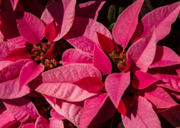 poinsettia, leaves, flowers