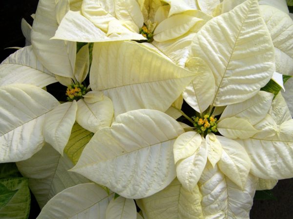 white poinsettia, poinsettias, christmas flower