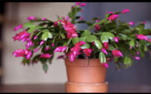 Christmas Cactus